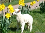 cute-spring-lambs-wallpapers-1024x768